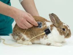 Eletroterapia na Reabilitação Veterinária: efeitos, benefícios e aplicações na cicatrização tendínea_image
