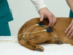 TENS na Reabilitação de Cães com Lesão Medular: Uma Ferramenta Além do Controle da Dor_image