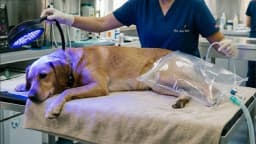 Diferença entre Medicina Veterinária Integrativa e Alternativa_image
