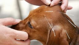 Diferença entre Laseracupuntura e Acupuntura Tradicional na Medicina Veterinária_image